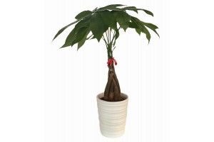Pachira (Money Tree) Braided in 5" Porcelain Pot